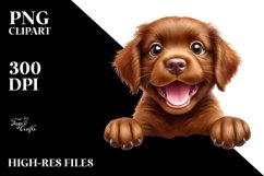 Funny Baby Chesapeake Bay Retriever with Big Eyes | Product Image 3