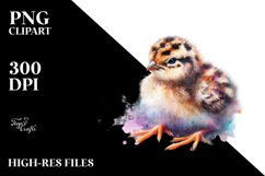 Vibrant Baby Grouse | Clipart Product Image 1