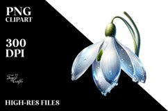 Detailed Watercolor Snowdrop | Clipart Product Image 3