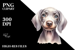Baby Weimaraner with Crazy Fur, Transparent PNG Product Image 2