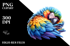 Sleeping Baby Macaw PNG Product Image 2