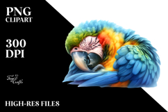 Sleeping Baby Macaw PNG Product Image 2