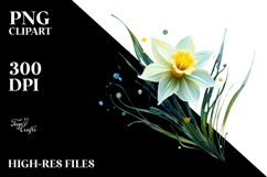 Daffodil, Transparent PNG Product Image 2