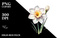 Shiny Glossy Narcissus | Clipart Product Image 3