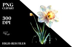y Narcissus | Clipart Product Image 1
