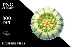Watercolor Honeydew | Sublimation | Clipart Product Image 3