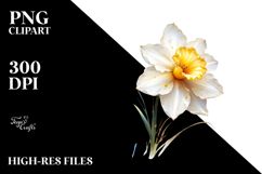 Golden Daffodil PNG Product Image 2