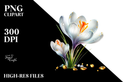 Crocus Splash PNG Product Image 2