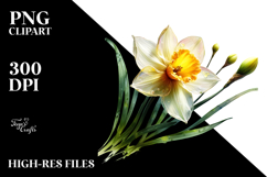 Daffodil Flower, Transparent PNG Product Image 2