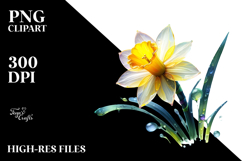Daffodil Floral Artwork Product Image 2