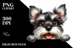 Funny Miniature Schnauzer with Big Popping Eyes | Product Image 1