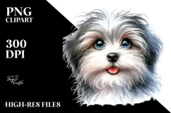 Baby Havanese with Big Eyes PNG Product Image 2