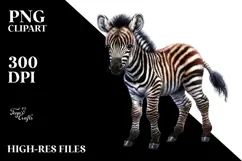 Baby Zebra, PNG Product Image 2