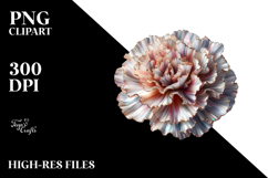 Carnation Flower, Transparent PNG Product Image 2