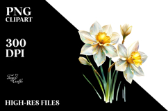 Daffodil Watercolor Splash PNG Product Image 2