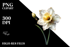 Narcissus Flower, Transparent PNG Product Image 2