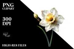 Narcissus Flower, Transparent PNG Product Image 2