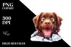 Crazy Looking Chesapeake Bay Retriever | Clipart Product Image 1