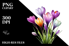 Crocus, High-Res PNG Product Image 2