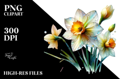 Narcissus, White PNG Product Image 2