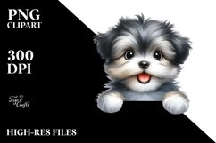 Cute Baby Havanese Over White Paper Product Image 1