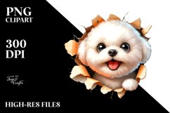 Crazy Looking Bichon Frise Product Image 3
