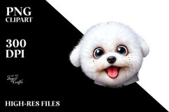 Crazy Looking Bichon Frise Product Image 3