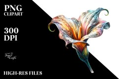 Detailed Calla Lily White Background Clipart Product Image 3