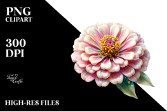 Zinnia with Golden Insertions, Transparent PNG Product Image 2