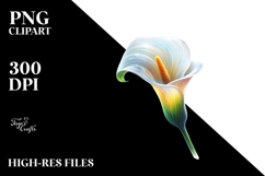 Calla Lily with Watercolor Splash Product Image 2