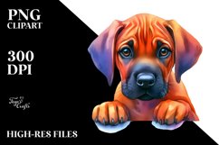 Cute Watercolor Rhodesian Ridgeback Clipart Product Image 3