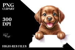 Chesapeake Bay Retriever Product Image 1