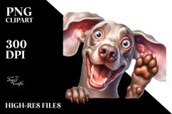 Crazy Looking Weimaraner | Sublimation Clipart Product Image 1