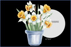 Spring flowers png| flowers sublimation|daffodil png clipart Product Image 2