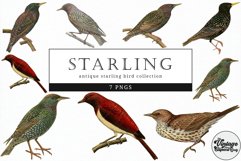 Starling Vintage Animal illustration Clip Art, Clipart Product Image 1