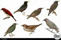 Starling Vintage Animal illustration Clip Art, Clipart Product Image 2