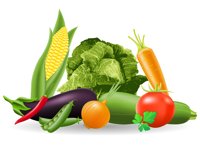 set of icons fresh vegetables vector illustration Product Image 11