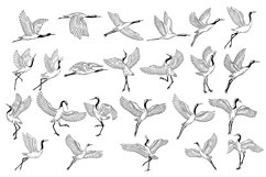 24 Set Bundle Stork Crane Swan Wild Animal Bird Hand Drawn Product Image 10