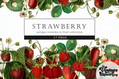Strawberry Vintage Fruit Botanical Clip Art Product Image 1