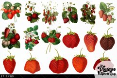 Strawberry Vintage Fruit Botanical Clip Art Product Image 2