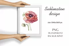 Sublimation design, pink ranunculus flowers, PNG file Product Image 4