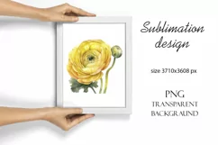 Sublimation design, yellow ranunculus flowers, PNG file Product Image 4