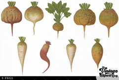 Sugar-Beets Vintage Vegetable Botanical Clip Art Product Image 2