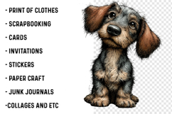 Summer Dachshund Dog Png Clipart Product Image 2
