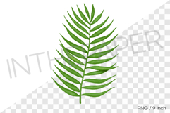 Green palm leaf branch PNG summer tropical clipart illust Product Image 1