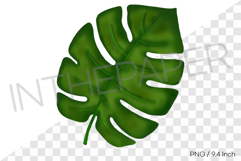 Green monstera plant leaf PNG summer tropical clipart illust Product Image 1