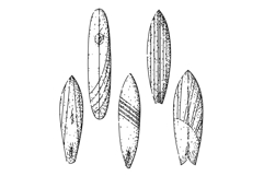 surfboard set sketch hand drawn Product Image 1