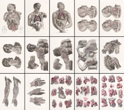 Vintage Surgical Anatomy Illustrations Images Bundle Set 1 Product Image 2