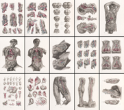 Vintage Surgical Anatomy Illustrations Images Bundle Set 2 Product Image 2