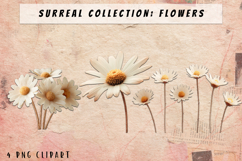 Daisy Clipart White Bloom PNG Product Image 1
